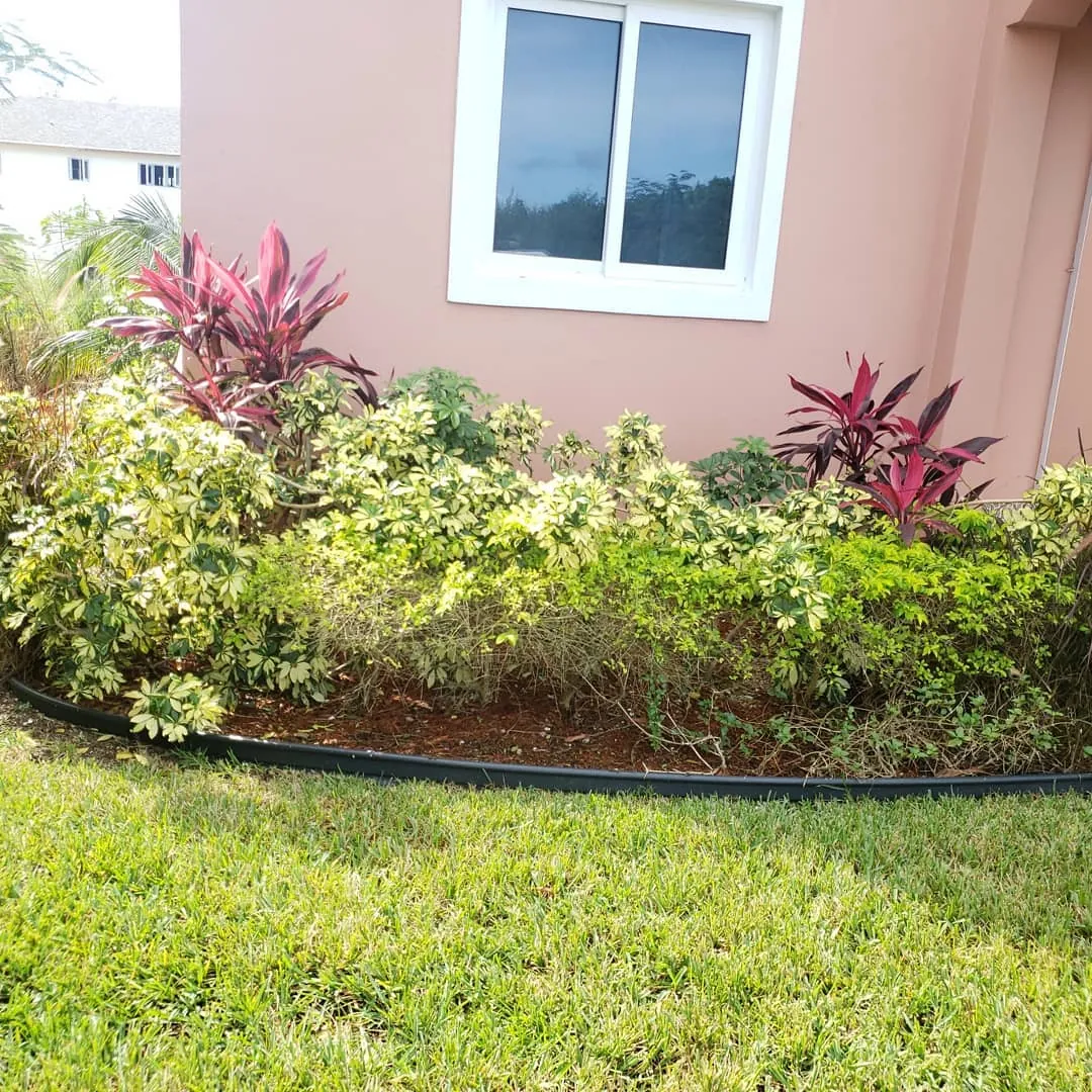 Flowering shrubs and healthy ornamental planting beside a residence