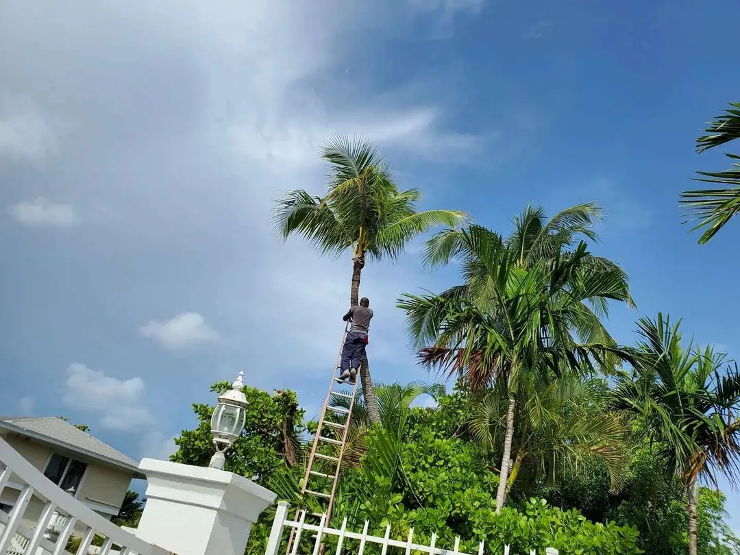 A worker carefully pruning a tall palm tree